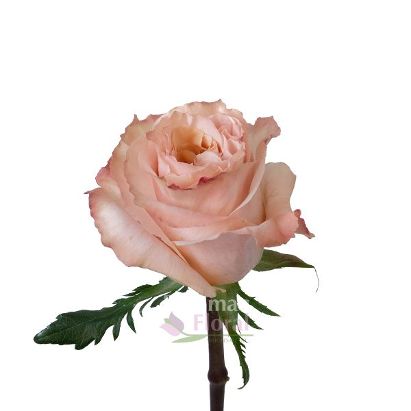 Happy Rose　0329 ROSPINHER5-350x350.jpg